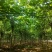 梓树种植基地直供量大从优可视频看货6-12公分