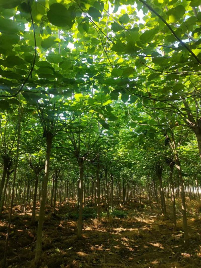 梓树种植基地直供量大从优可视频看货6-12公分