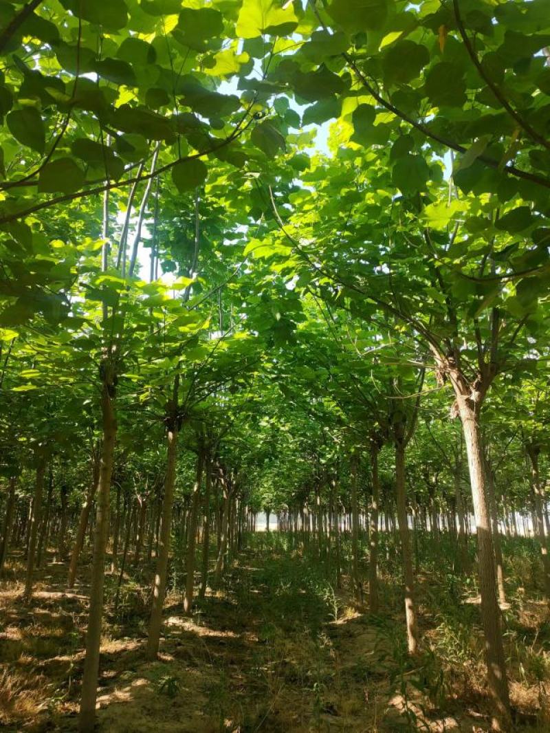 梓树种植基地直供量大从优可视频看货6-12公分