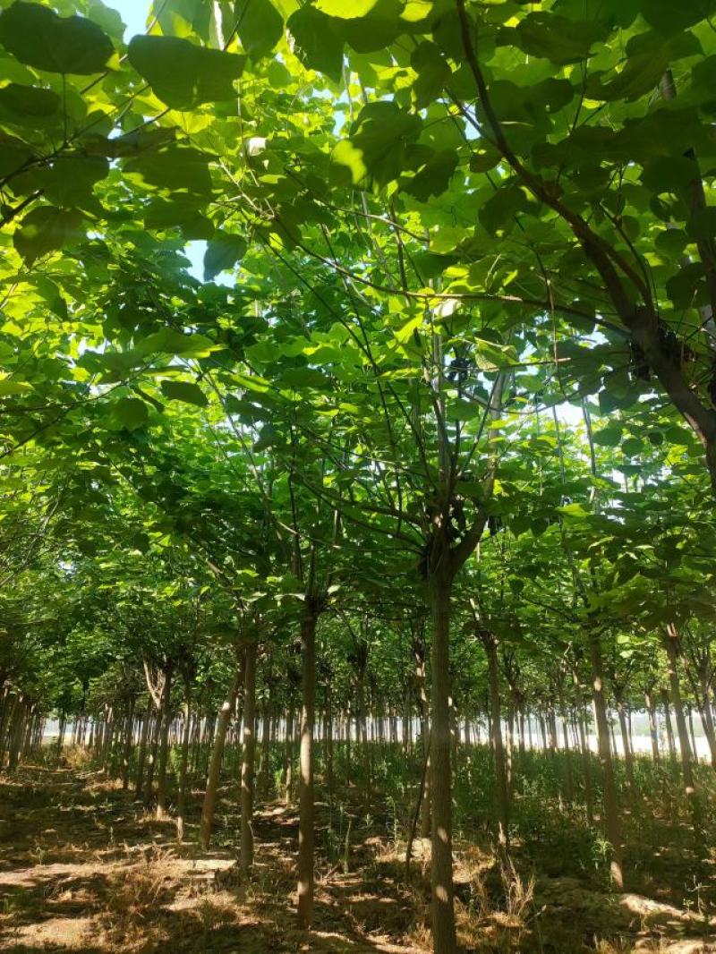 梓树种植基地直供量大从优可视频看货6-12公分