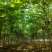 梓树种植基地直供量大从优可视频看货6-12公分