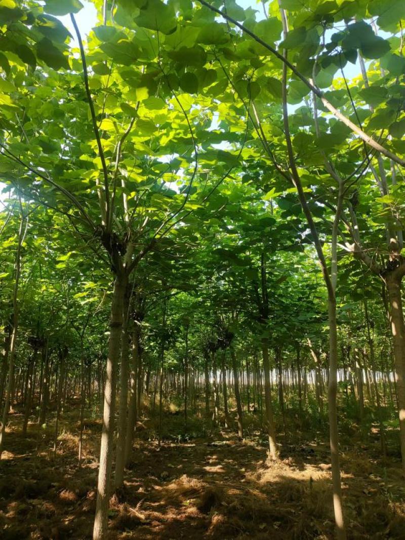 梓树种植基地直供量大从优可视频看货6-12公分