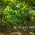 梓树种植基地直供量大从优可视频看货6-12公分