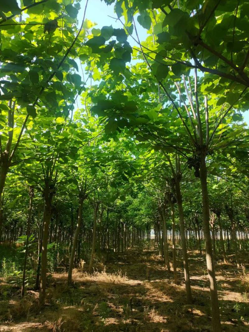 梓树种植基地直供量大从优可视频看货6-12公分