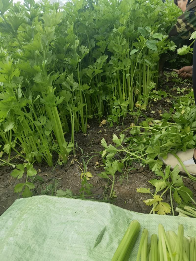 【芹菜推荐】我是辽宁省锦州市蔬菜代办常年出售芹菜。