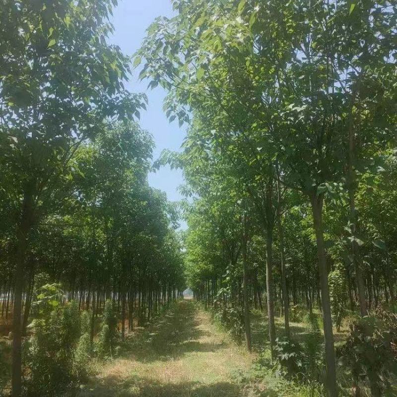 楸树基地直供一手价格12-20公分规格品种齐全