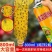 瓜果实蝇诱粘剂果蝇诱捕剂菜园果园果树诱虫剂