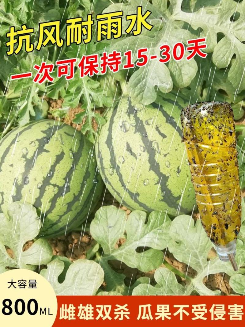 瓜果实蝇诱粘剂果蝇诱捕剂菜园果园果树诱虫剂