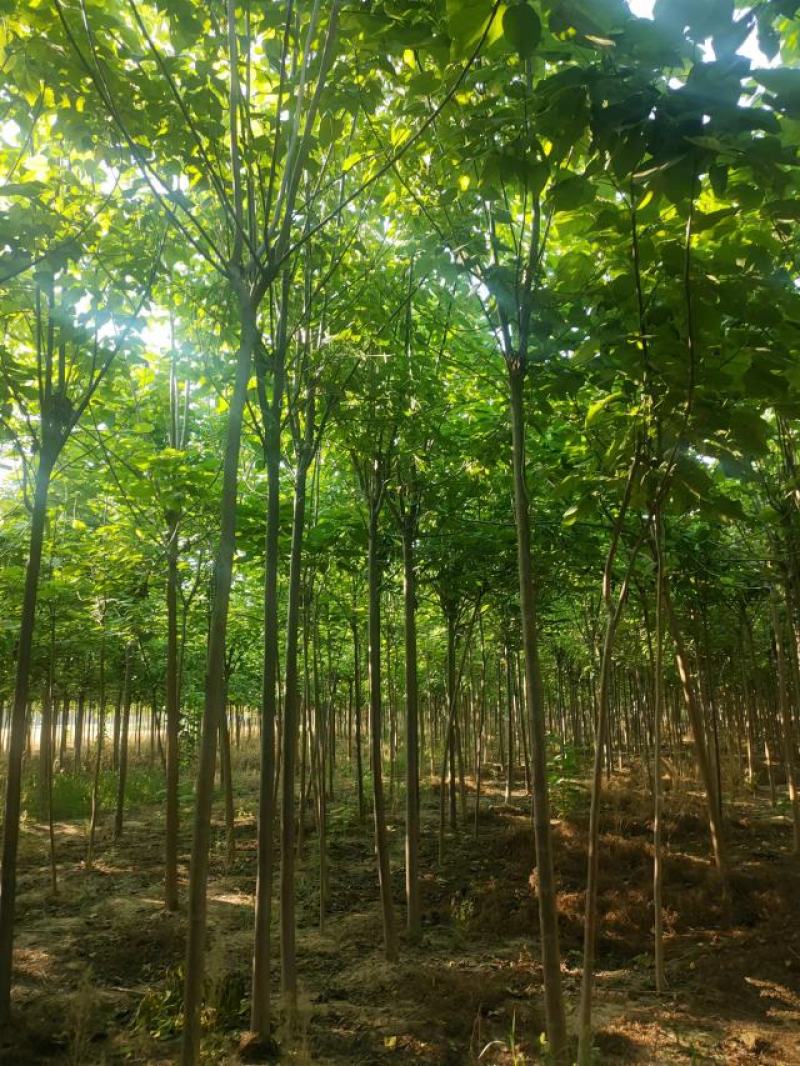 楸树基地直供一手价格12-20公分规格品种齐全