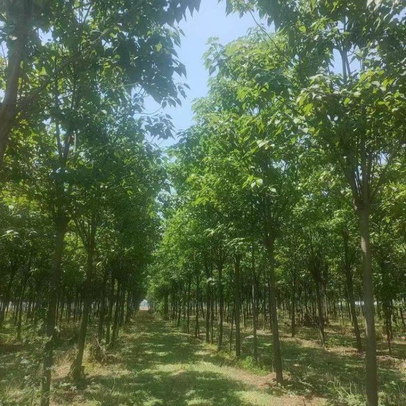 楸树基地直供一手价格12-20公分规格品种齐全