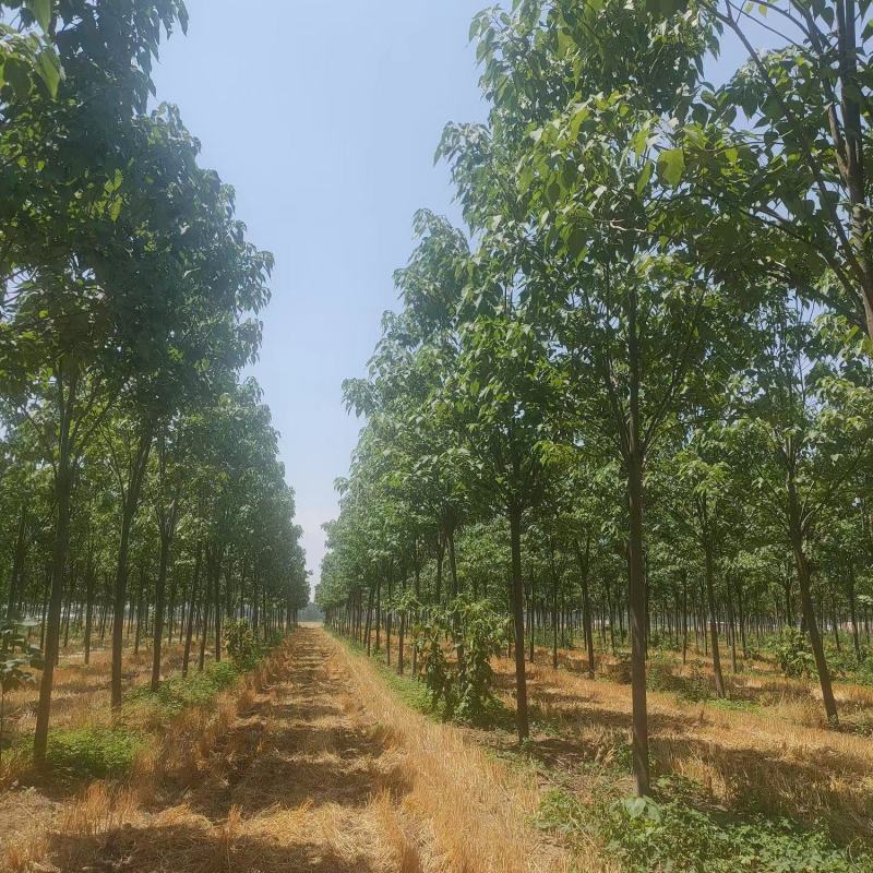 楸树基地直供一手价格12-20公分规格品种齐全