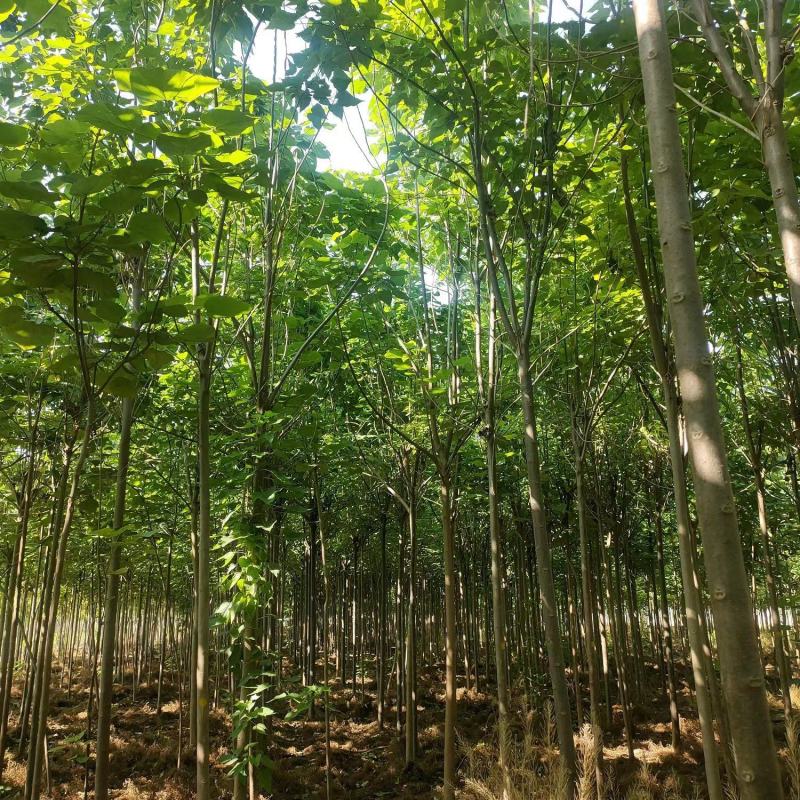 楸树基地直供一手价格12-20公分规格品种齐全