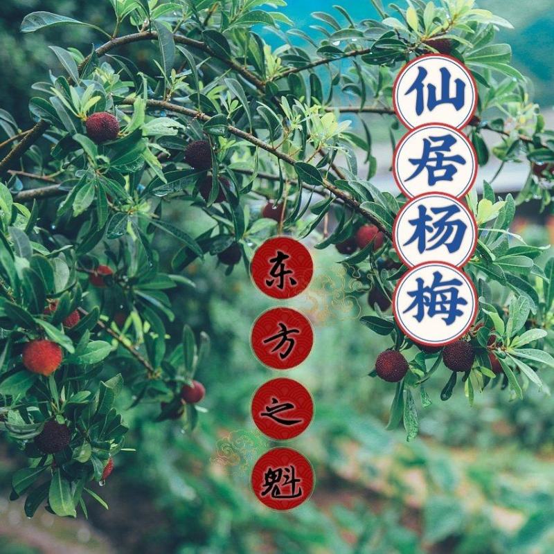 顺丰包邮浙江台州仙居东魁杨梅礼盒装
