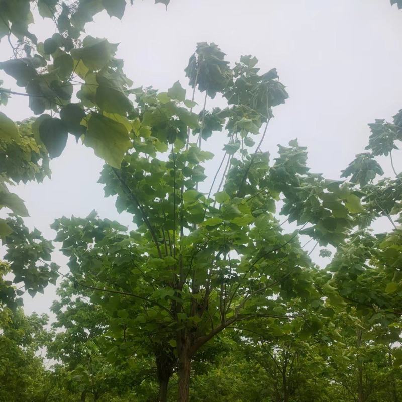 梓树12-20公分自家千亩种植直供一手价格品种规格齐全