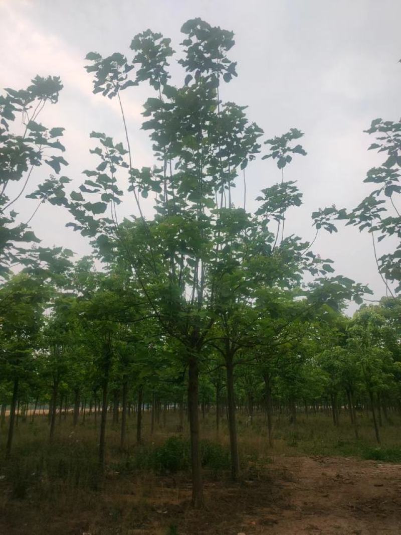 梓树12-20公分自家千亩种植直供一手价格品种规格齐全