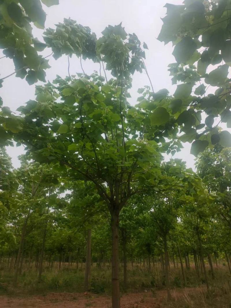 梓树12-20公分自家千亩种植直供一手价格品种规格齐全
