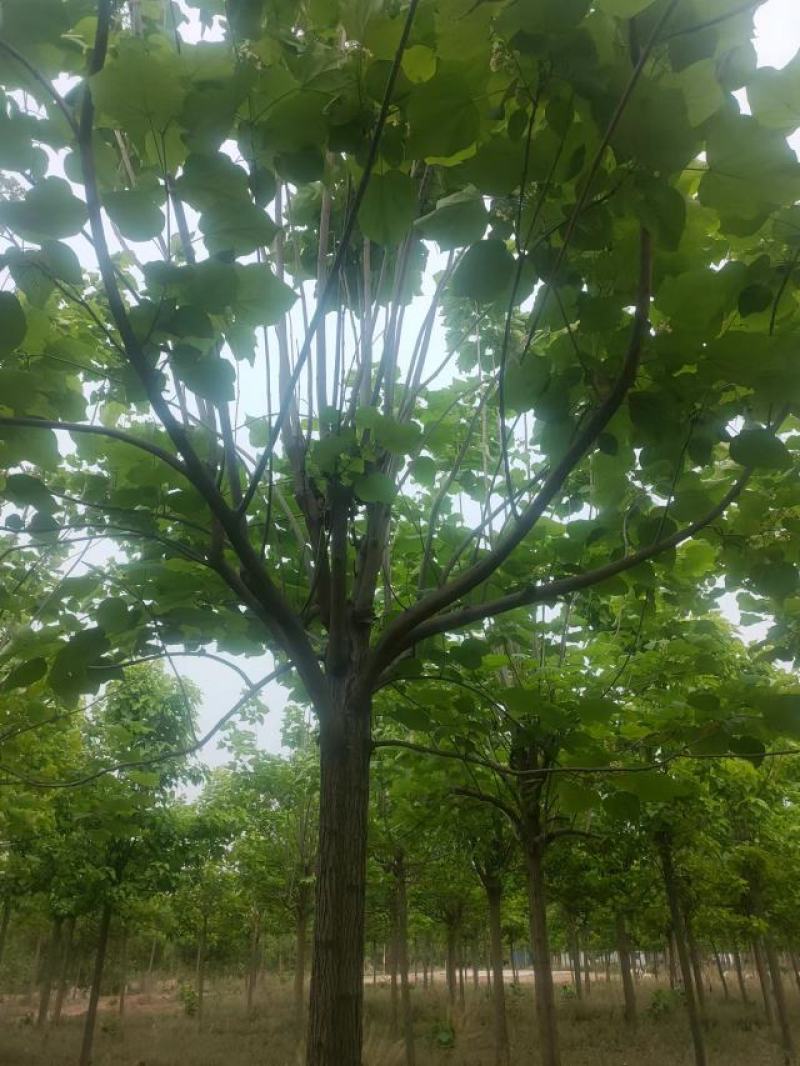 梓树12-20公分自家千亩种植直供一手价格品种规格齐全