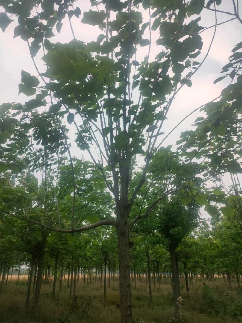 梓树12-20公分自家千亩种植直供一手价格品种规格齐全