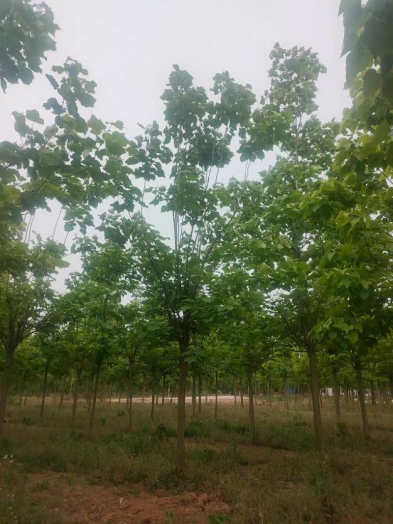 梓树12-20公分自家千亩种植直供一手价格品种规格齐全