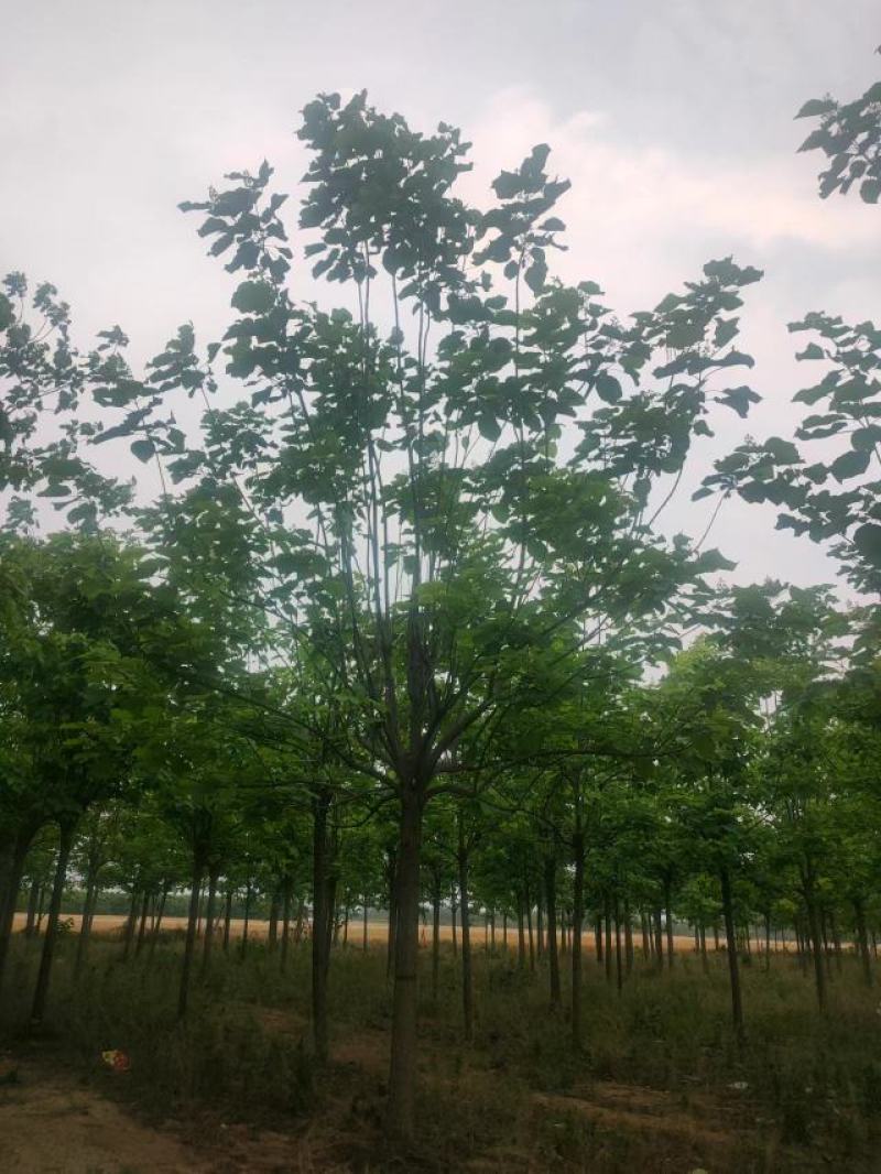 梓树12-20公分自家千亩种植直供一手价格品种规格齐全