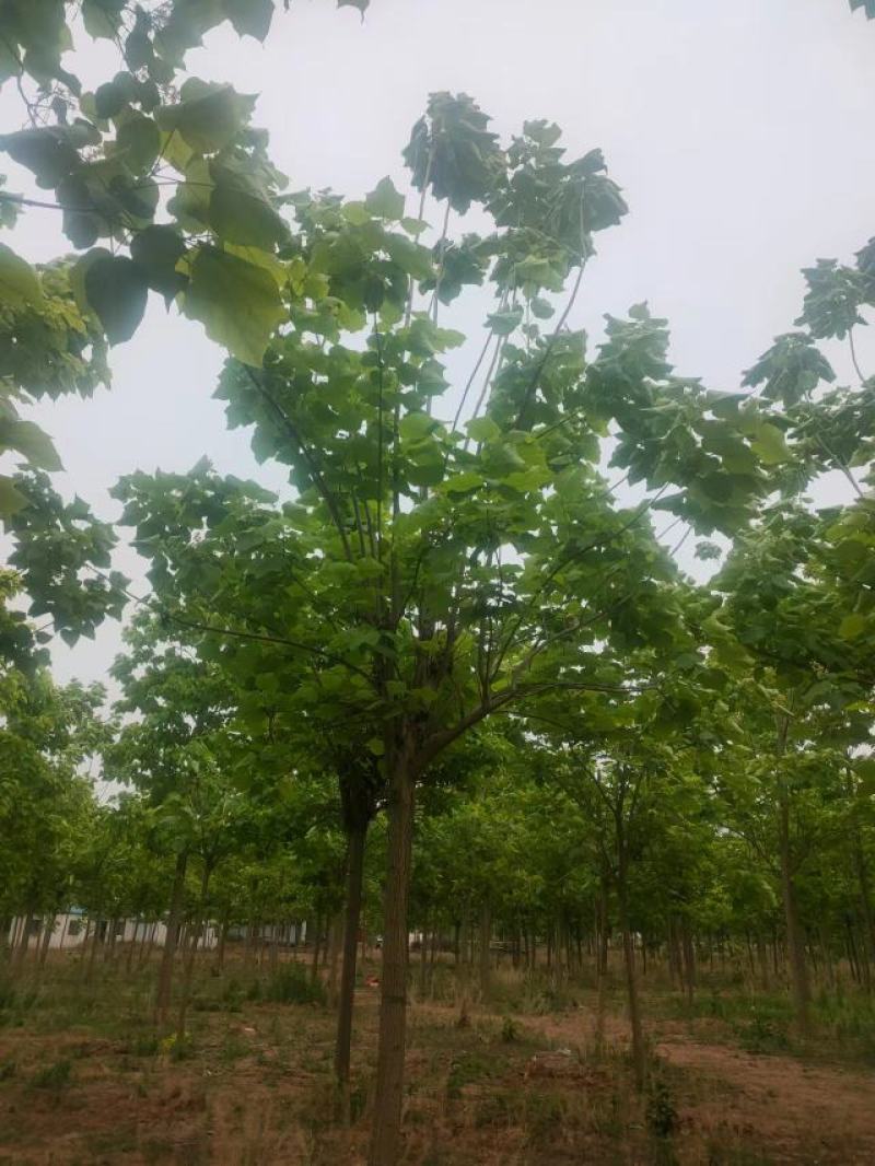 梓树12-20公分自家千亩种植直供一手价格品种规格齐全