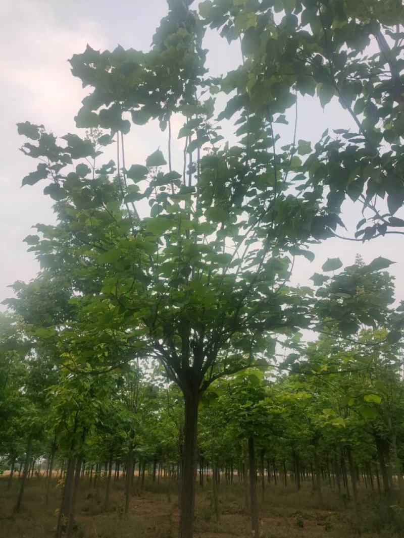 梓树12-20公分自家千亩种植直供一手价格品种规格齐全