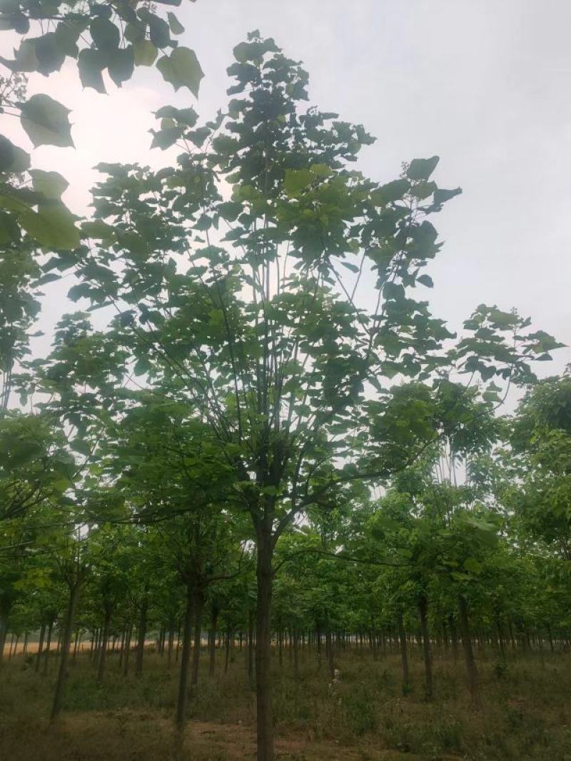 梓树12-20公分自家千亩种植直供一手价格品种规格齐全