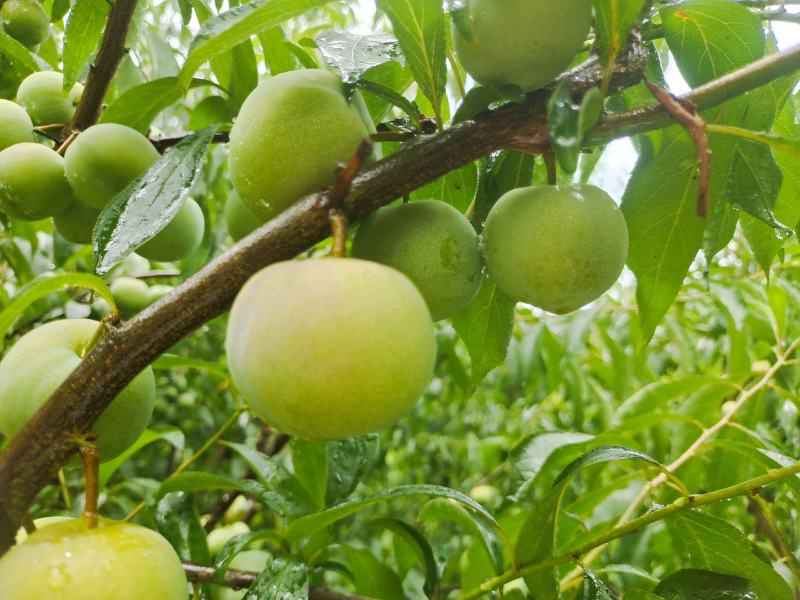 云南绥江半边红李子即将上市