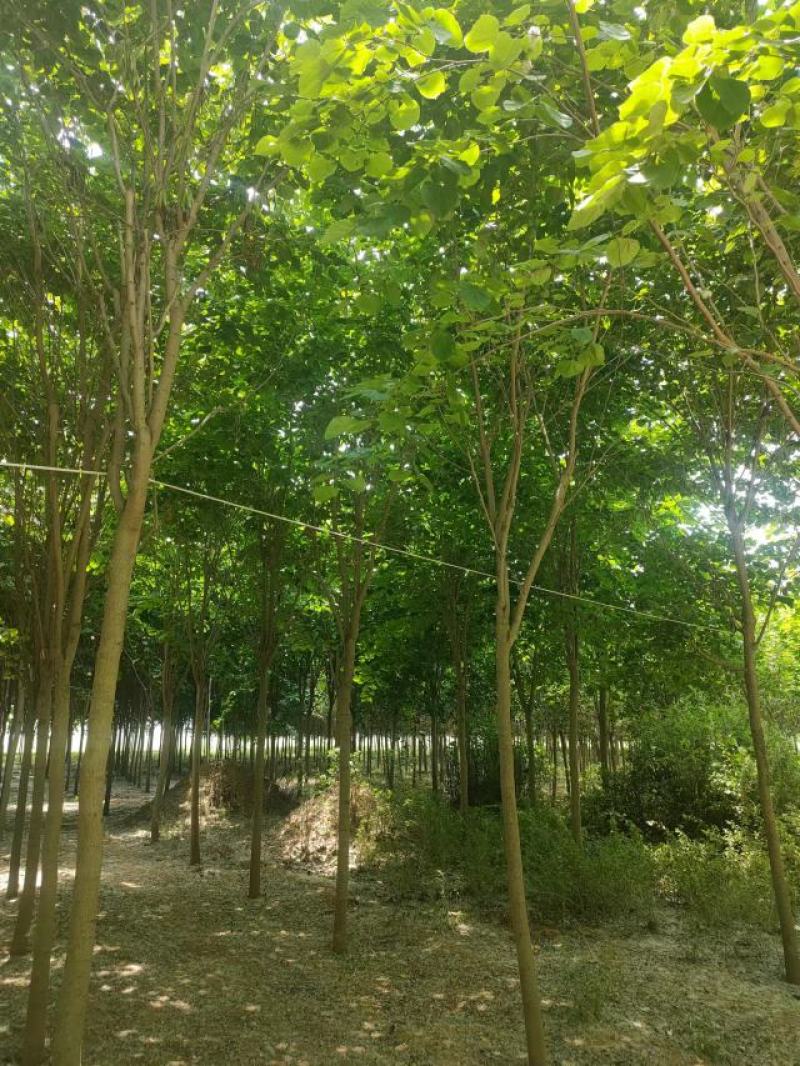 巨紫荆8-15公分自家种植直供一手价格欢迎实地看货