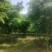 巨紫荆8-15公分自家种植直供一手价格欢迎实地看货