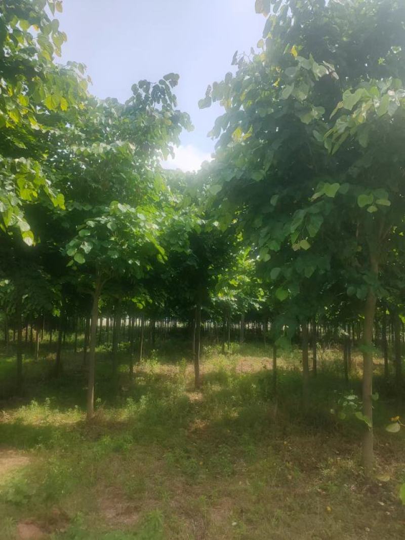 巨紫荆8-15公分自家种植直供一手价格欢迎实地看货
