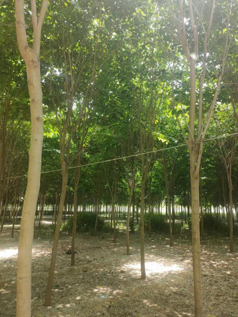 巨紫荆8-15公分自家种植直供一手价格欢迎实地看货