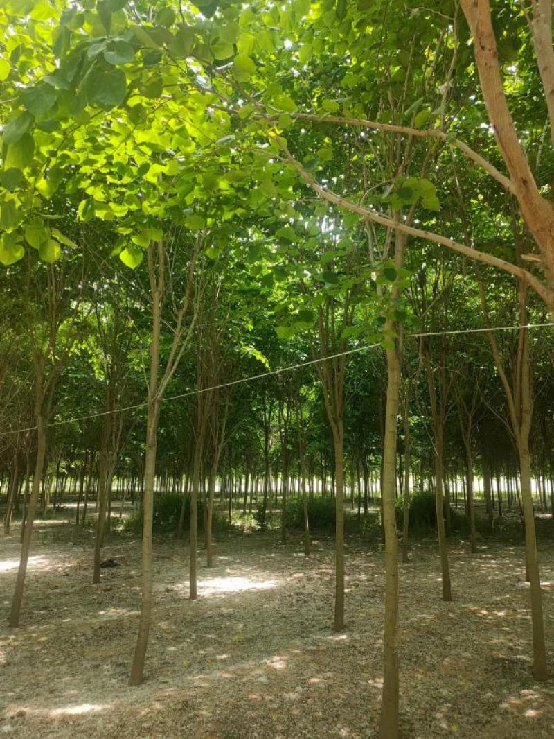 巨紫荆8-15公分自家种植直供一手价格欢迎实地看货