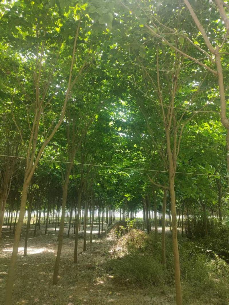 巨紫荆8-15公分自家种植直供一手价格欢迎实地看货