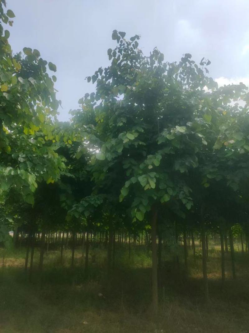 巨紫荆8-15公分自家种植直供一手价格欢迎实地看货