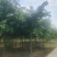 巨紫荆8-15公分自家种植直供一手价格欢迎实地看货
