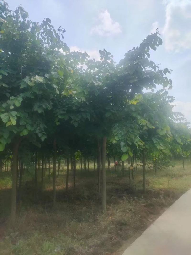 巨紫荆8-15公分自家种植直供一手价格欢迎实地看货