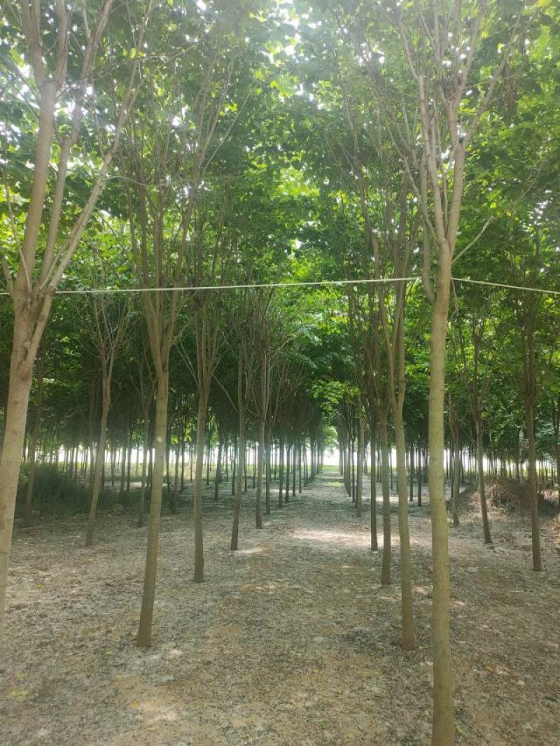 巨紫荆8-15公分自家种植直供一手价格欢迎实地看货