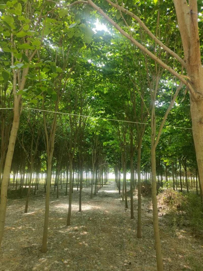 巨紫荆8-15公分自家种植直供一手价格欢迎实地看货