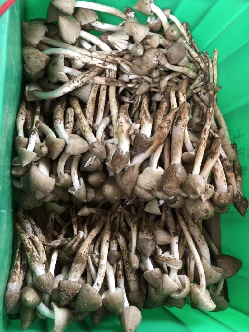 半开鸡枞菌