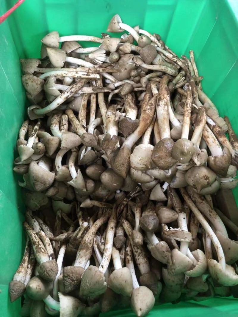 半开鸡枞菌
