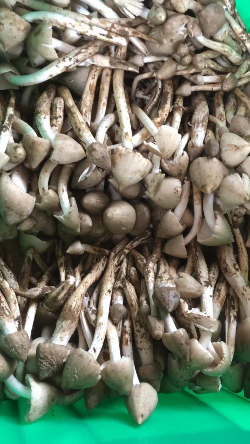 半开鸡枞菌