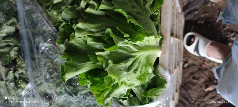 意大利生菜3两~4两大棚菜全年供应欢迎光临
