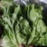 意大利生菜3两~4两大棚菜全年供应欢迎光临