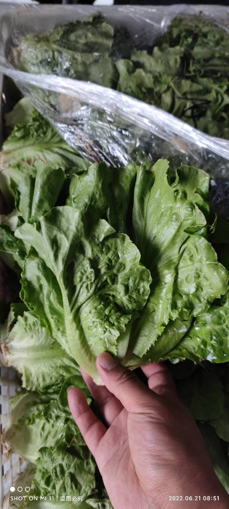意大利生菜3两~4两大棚菜全年供应欢迎光临