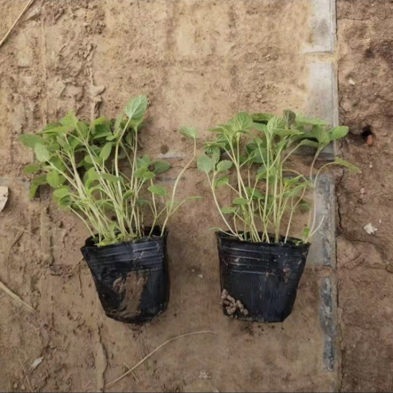 【精品】荆芥花苗，精品苗，基地直发，大量供应