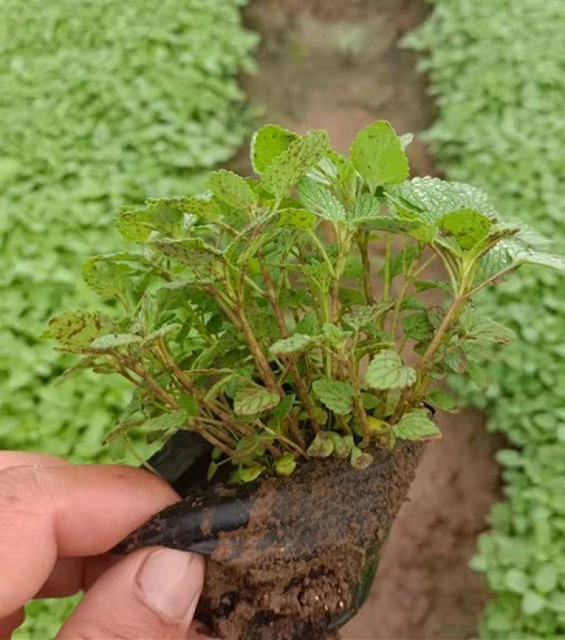 【精品】荆芥花苗，精品苗，基地直发，大量供应