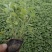 【精品】荆芥花苗，精品苗，基地直发，大量供应