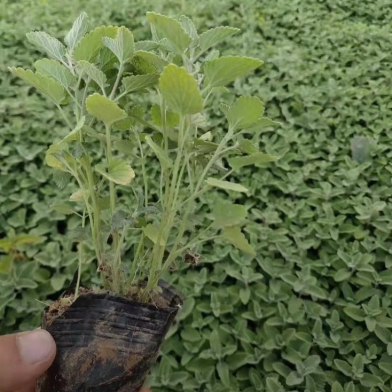 【精品】荆芥花苗，精品苗，基地直发，大量供应