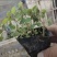 【精品】荆芥花苗，精品苗，基地直发，大量供应